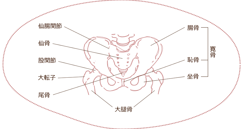 骨盤の構成