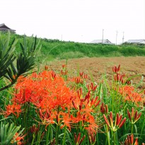 image1 (132)