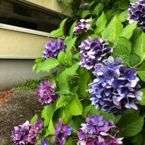 image1 (163)