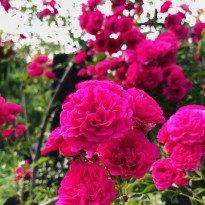 image0 (39)