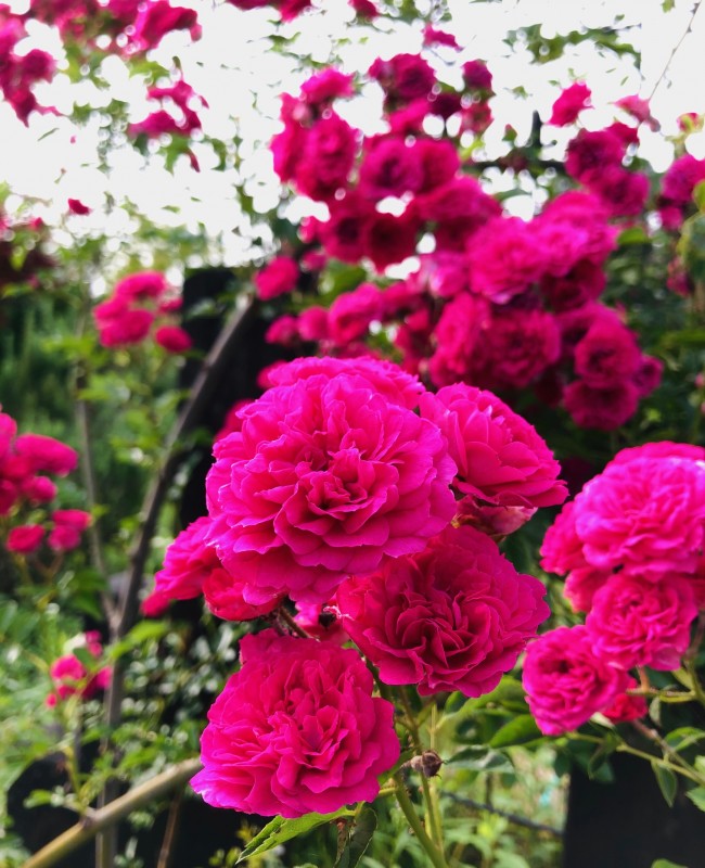 image0 (39)